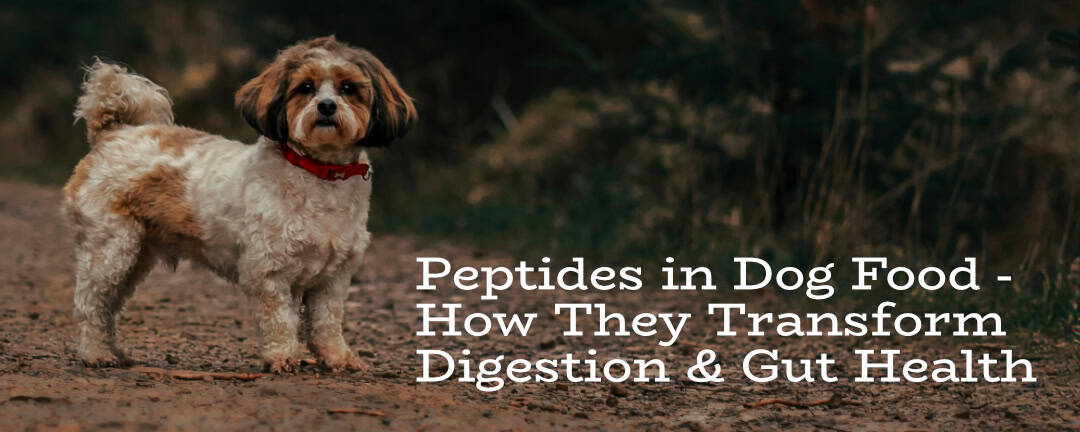 View of Why Peptides Improve Dog Digestion & Gut Health